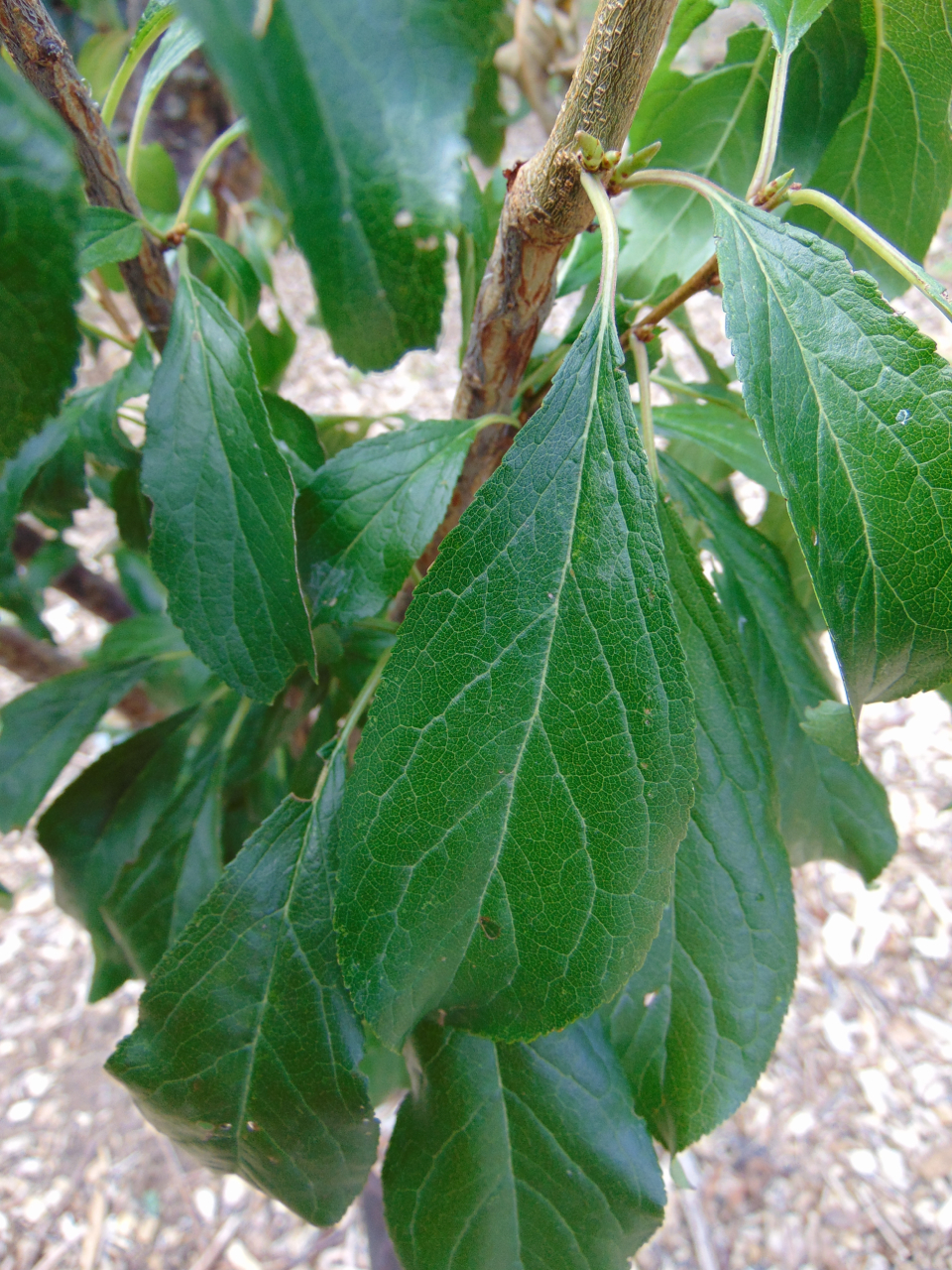 Prunus salicina 'Satsuma' (Satsuma Plum)