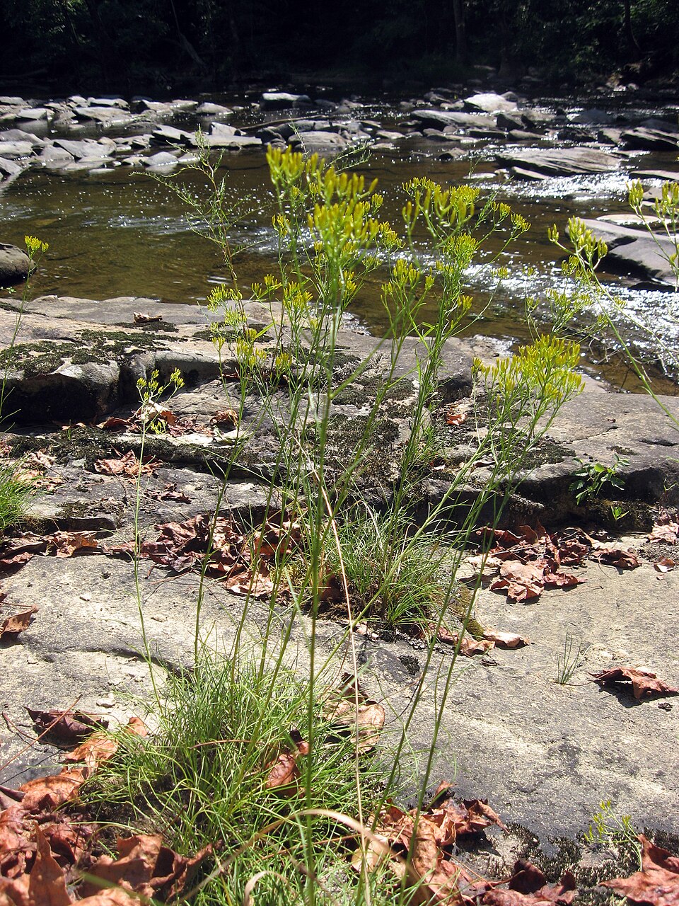 Bigelowia nuttallii (Nuttall's Rayless Goldenrod) (alternate view 5)