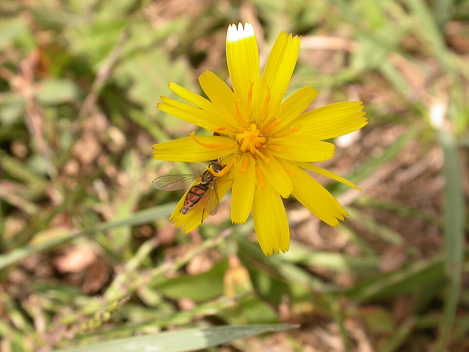 Krigia biflora (Two-flower Dwarf-dandelion) (alternate view 9)