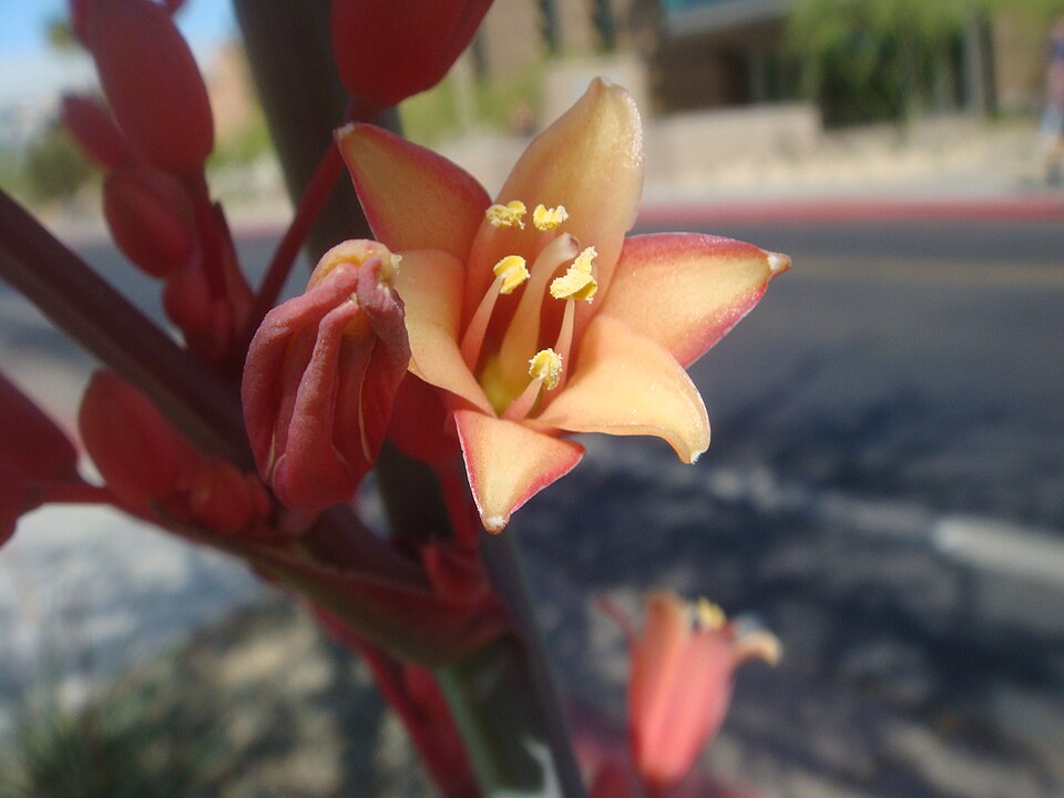 Hesperaloe parviflora (Red Yucca) (alternate view 5)