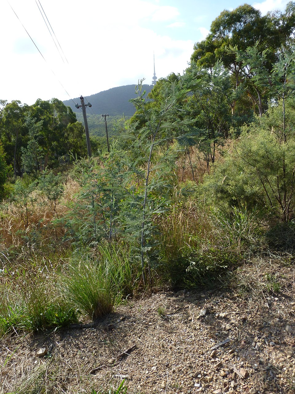 Acacia dealbata (Silver wattle)