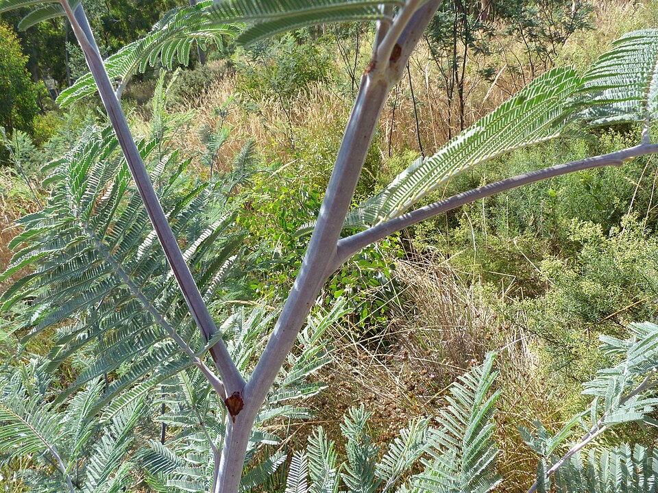 Acacia dealbata (Silver wattle)