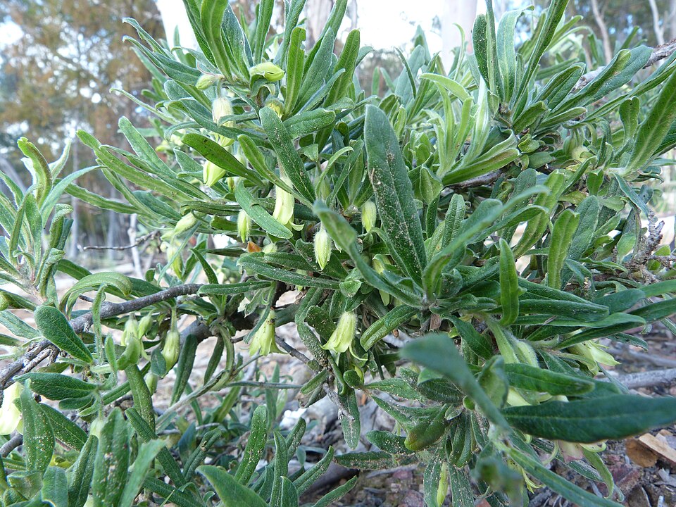 Billardiera scandens (Apple Berry) (alternate view 7)