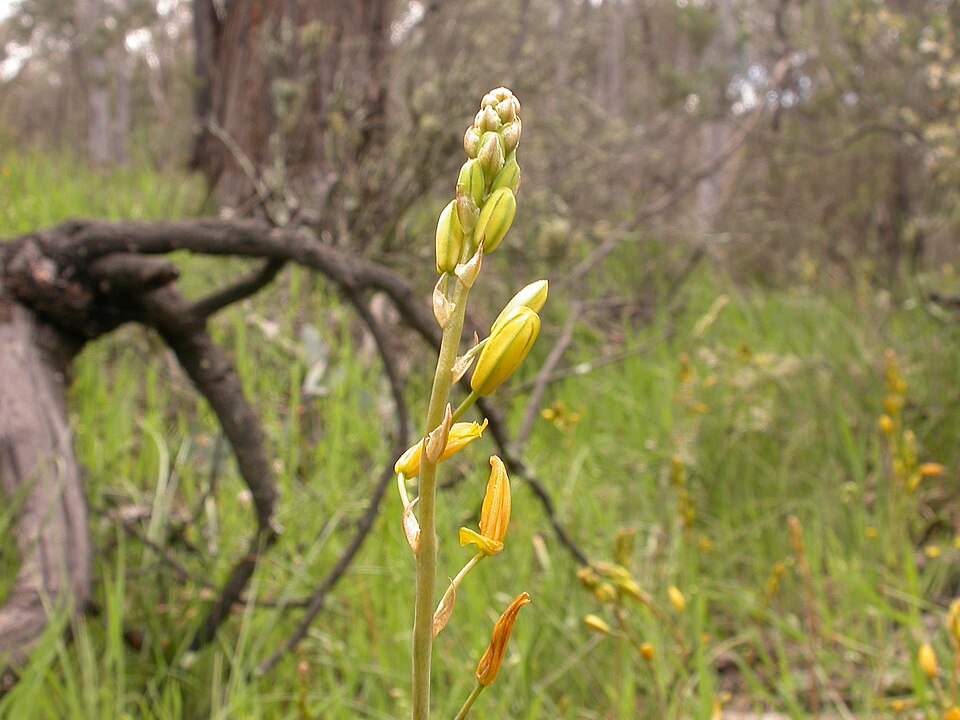 Bulbine bulbosa (Bulbine Lily) (alternate view 2)