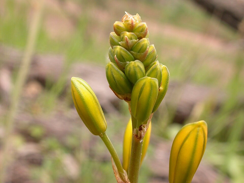 Bulbine bulbosa (Bulbine Lily) (alternate view 3)