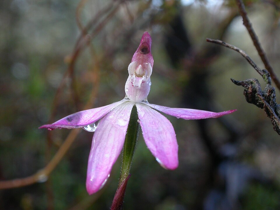 Caladenia carnea (Pink Lady Fingers) (alternate view 5)