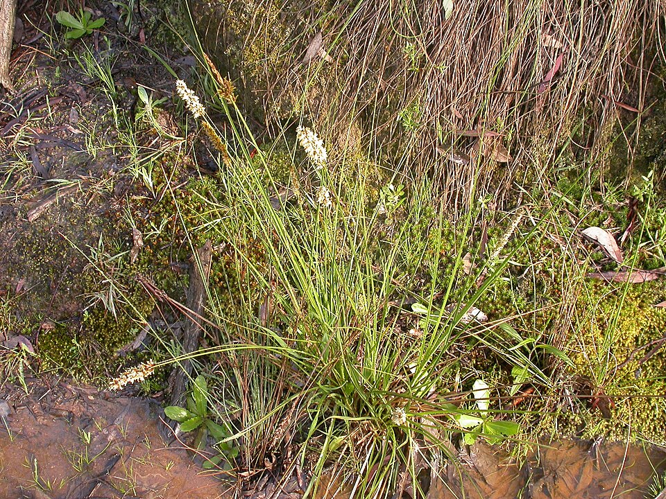 Carex appressa (Southern Cutty Sedge) (alternate view 6)