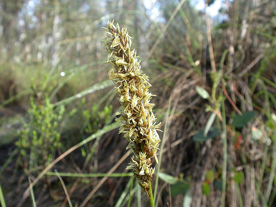Carex appressa (Southern Cutty Sedge) (alternate view 7)