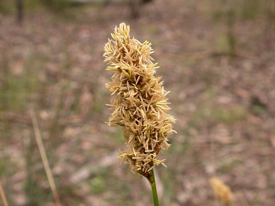 Carex appressa (Southern Cutty Sedge) (alternate view 8)
