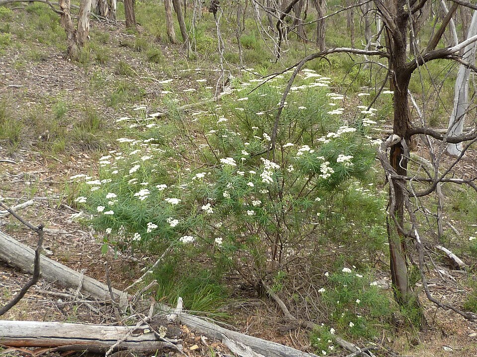 Cassinia longifolia (Shiny Cassinia) (alternate view 4)