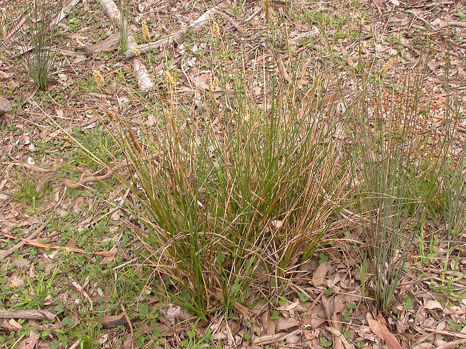 Carex appressa (Southern Cutty Sedge) (alternate view 9)