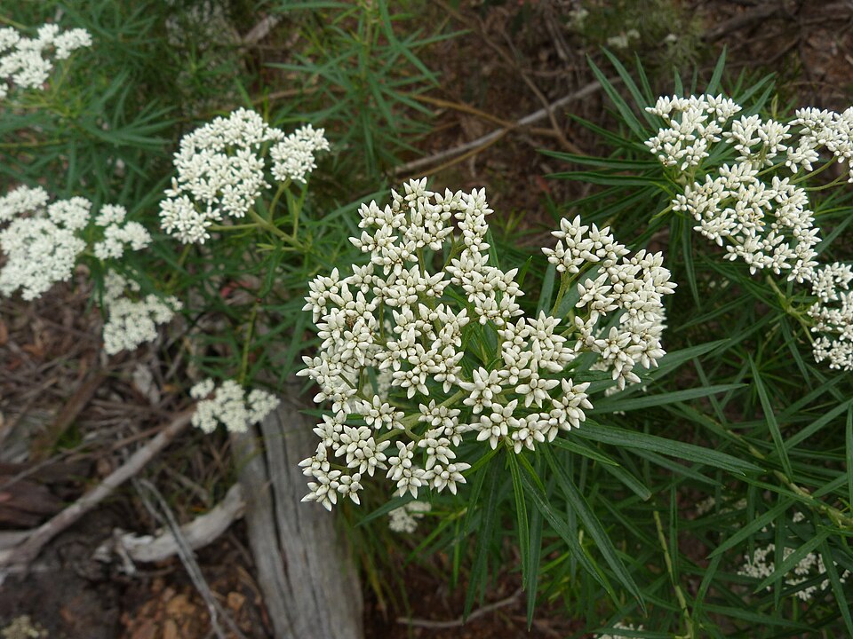 Cassinia longifolia (Shiny Cassinia) (alternate view 5)
