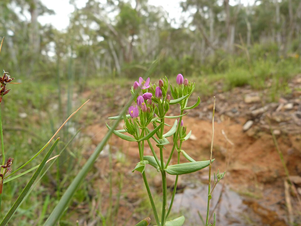 Centaurium tenuiflorum (Slender Centaury) (alternate view 2)