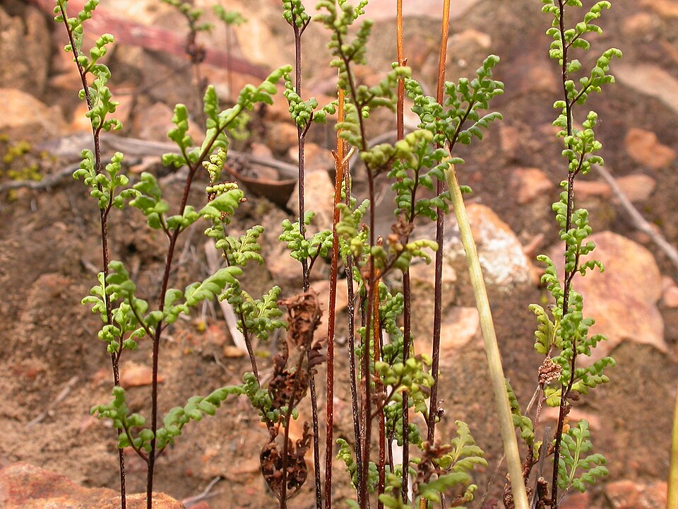 Cheilanthes austrotenuifolia (Rock Fern) (alternate view 7)