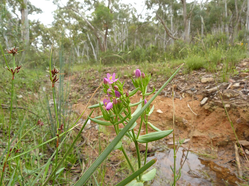 Centaurium tenuiflorum (Slender Centaury) (alternate view 3)
