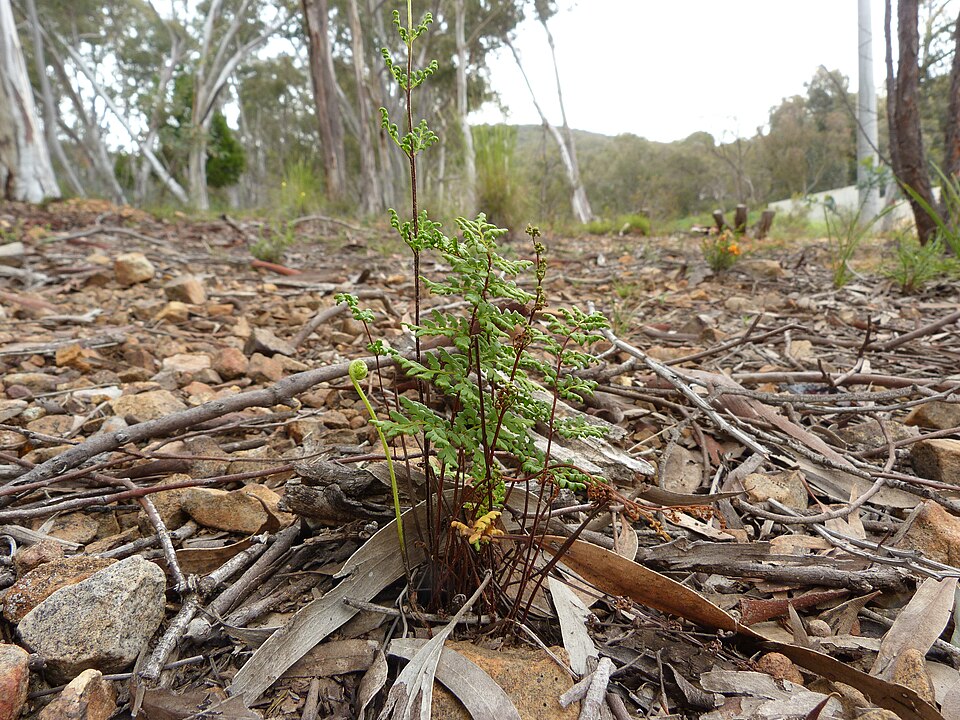 Cheilanthes austrotenuifolia (Rock Fern) (alternate view 8)