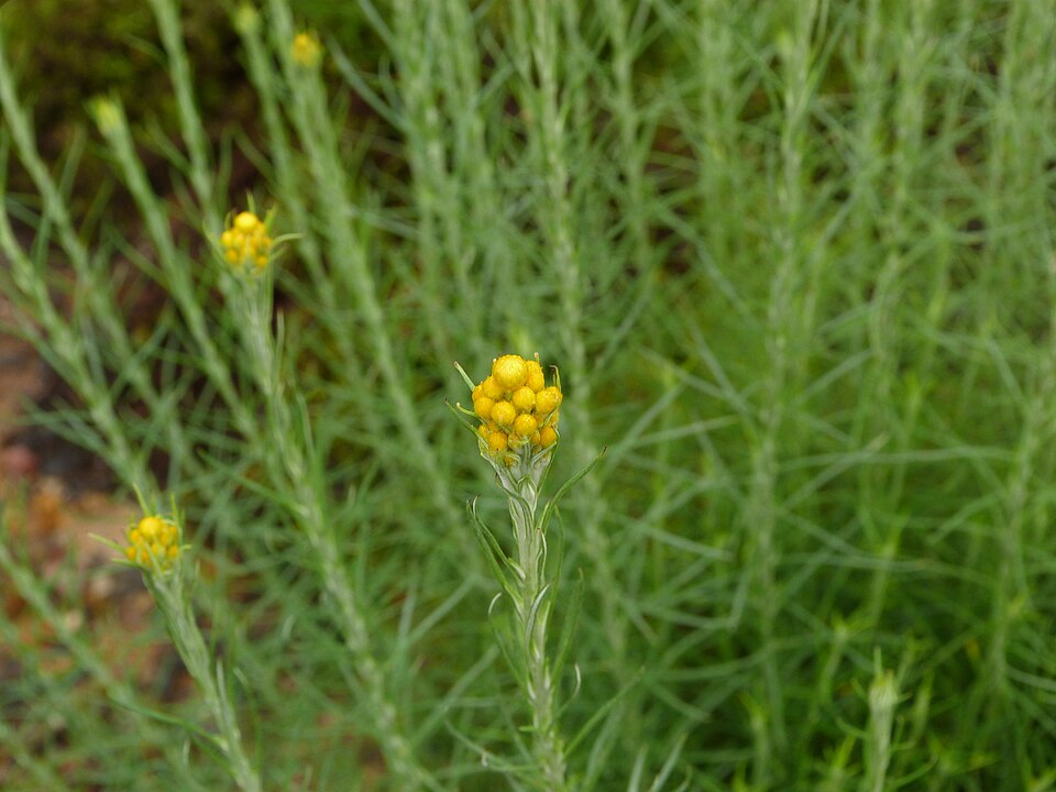 Chrysocephalum semipapposum (clustered everlasting) (alternate view 2)