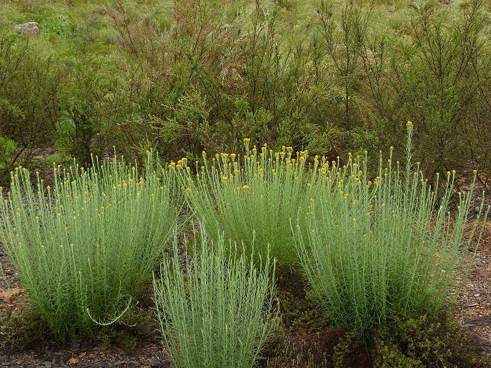 Chrysocephalum semipapposum (clustered everlasting) (alternate view 3)
