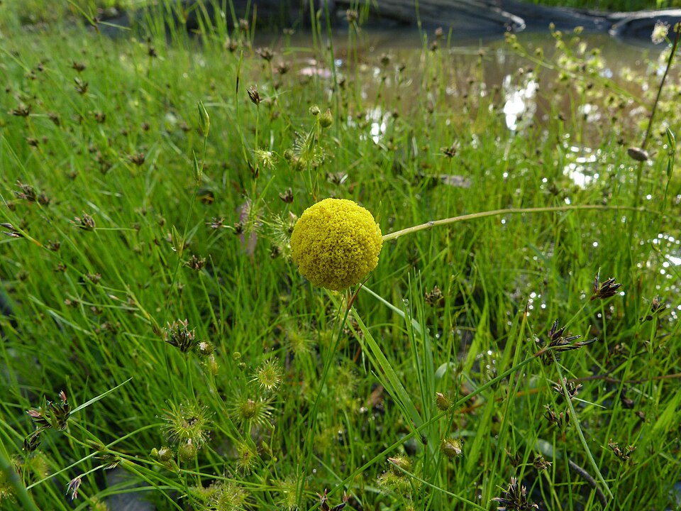 Craspedia variabilis (Common Billy buttons) (alternate view 7)