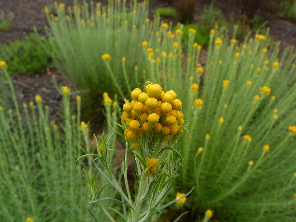 Chrysocephalum semipapposum (clustered everlasting) (alternate view 4)