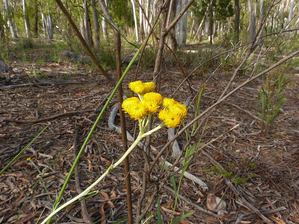 Chrysocephalum semipapposum (clustered everlasting) (alternate view 5)