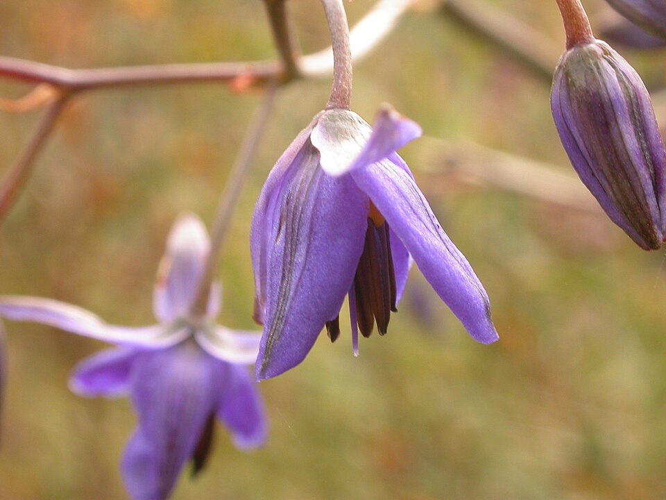 Dianella revoluta (Blueberry Lily) (alternate view 3)