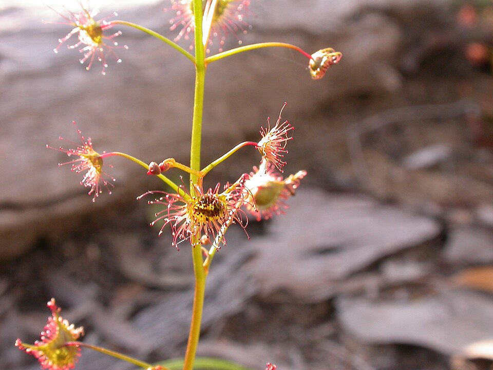 Drosera auriculata (Tall sundew) (alternate view 2)
