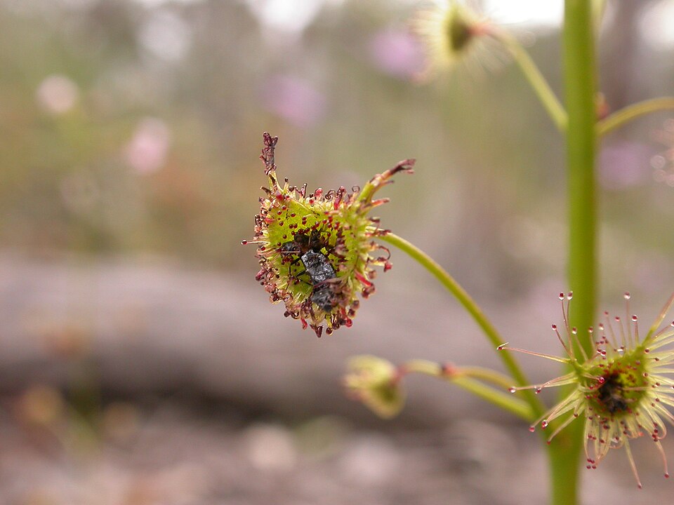 Drosera auriculata (Tall sundew) (alternate view 3)