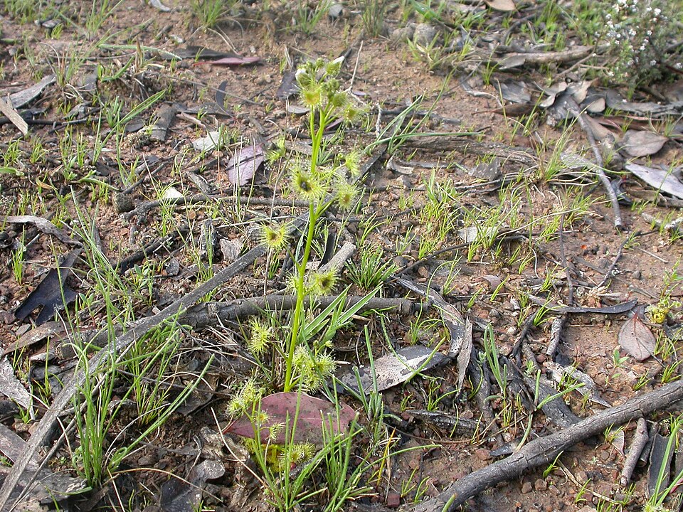 Drosera auriculata (Tall sundew) (alternate view 4)
