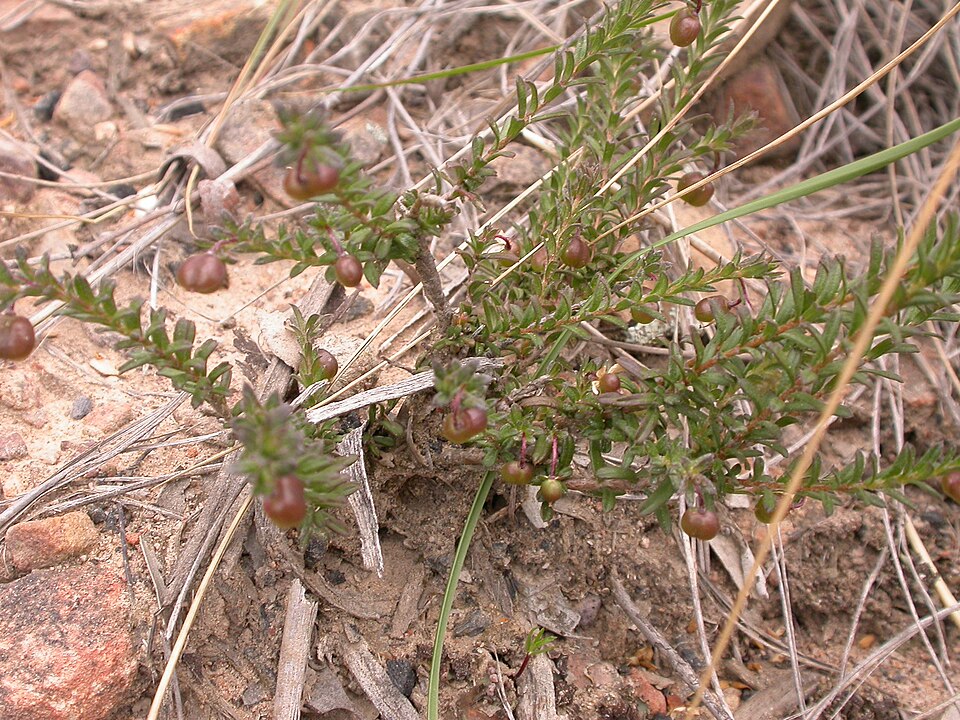 Rhytidosporum procumbens (white marianth) (alternate view 2)