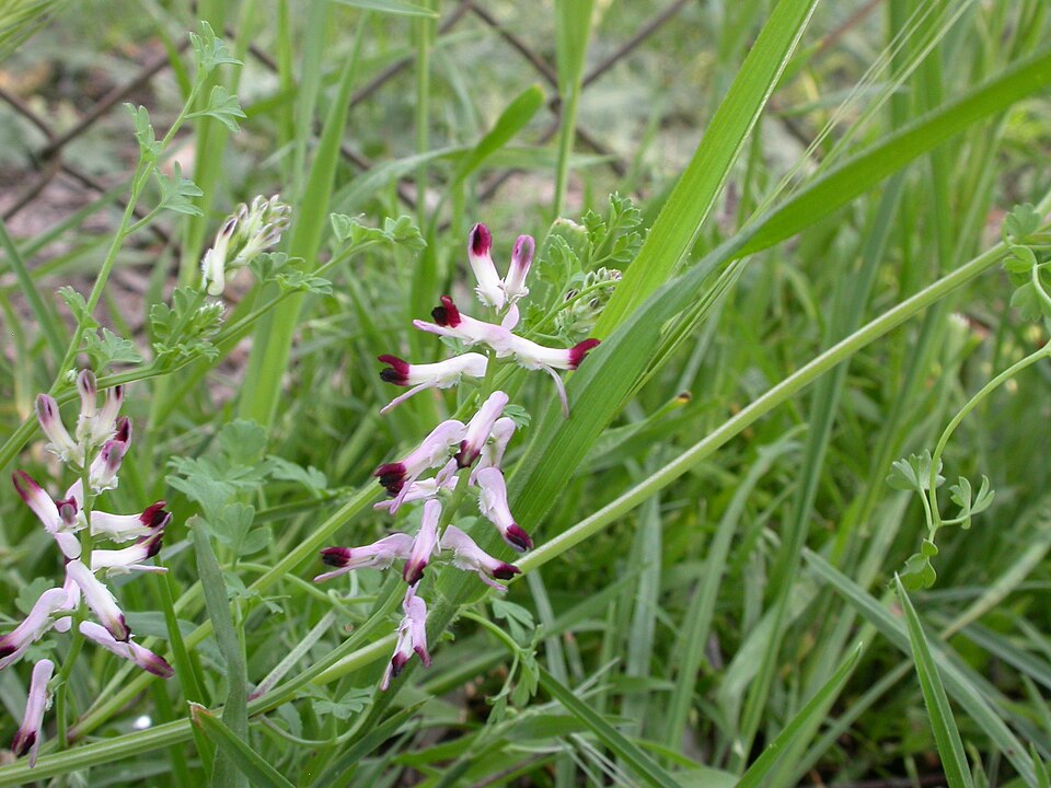 Fumaria muralis (common ramping-fumitory)