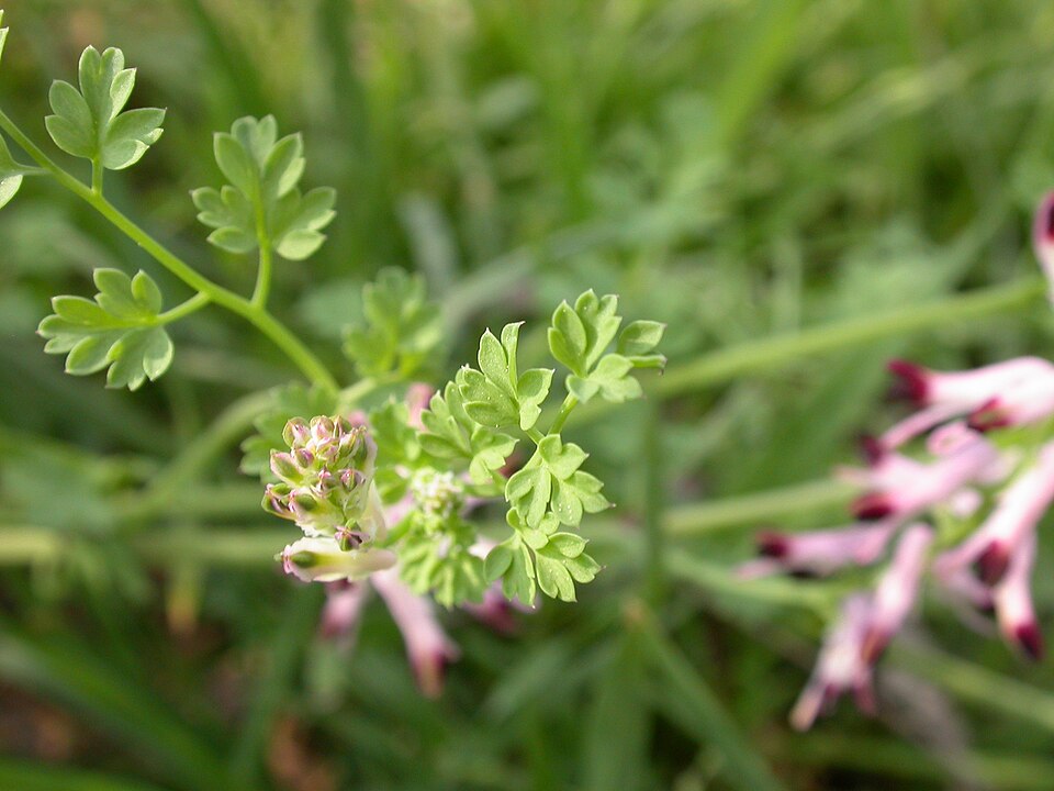 Fumaria muralis (common ramping-fumitory)