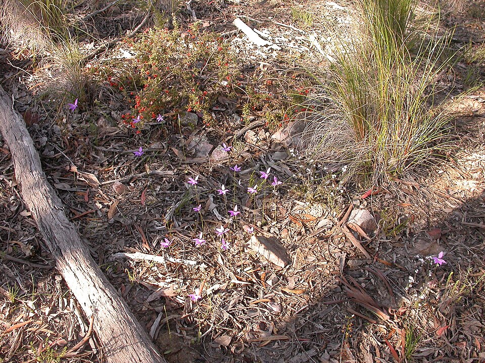 Drosera auriculata (Tall sundew) (alternate view 5)