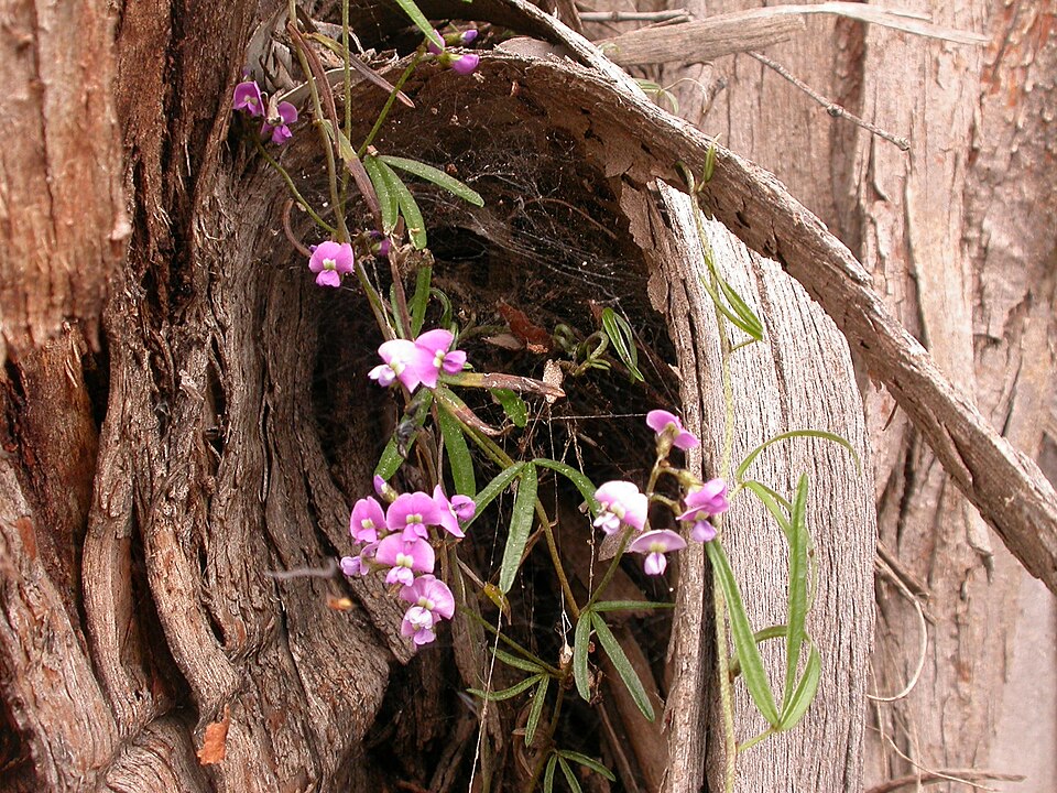 Glycine clandestina (Twining Glycine) (alternate view 2)