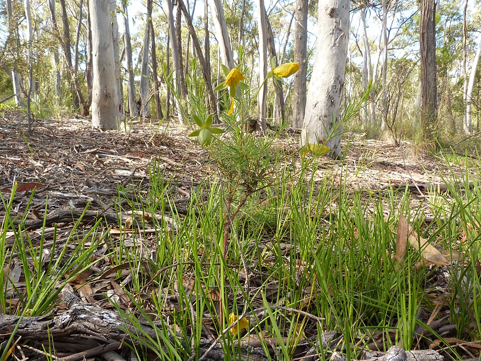 Gompholobium huegelii (Common Wedge-pea) (alternate view 2)