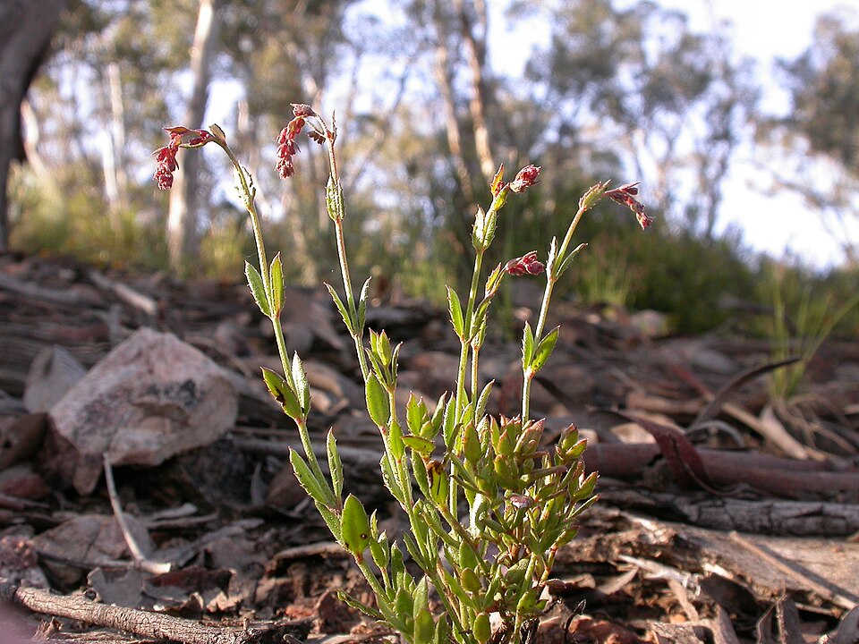Gonocarpus tetragynus (Common Raspwort) (alternate view 7)