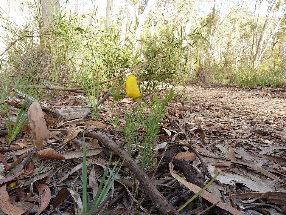 Gompholobium huegelii (Common Wedge-pea) (alternate view 3)
