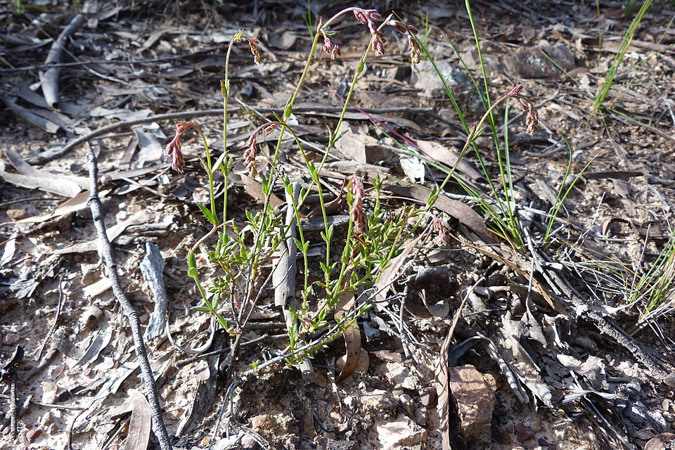 Gonocarpus tetragynus (Common Raspwort) (alternate view 8)