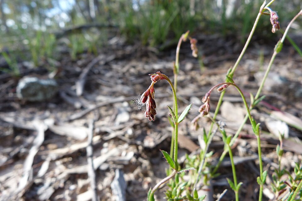 Gonocarpus tetragynus (Common Raspwort) (alternate view 9)