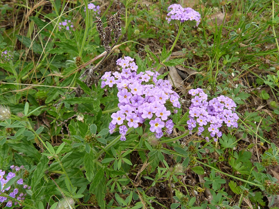 Heliotropium amplexicaule (fragrant heliotrope)