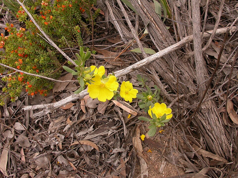 Hibbertia obtusifolia (grey guinea flower) (alternate view 8)