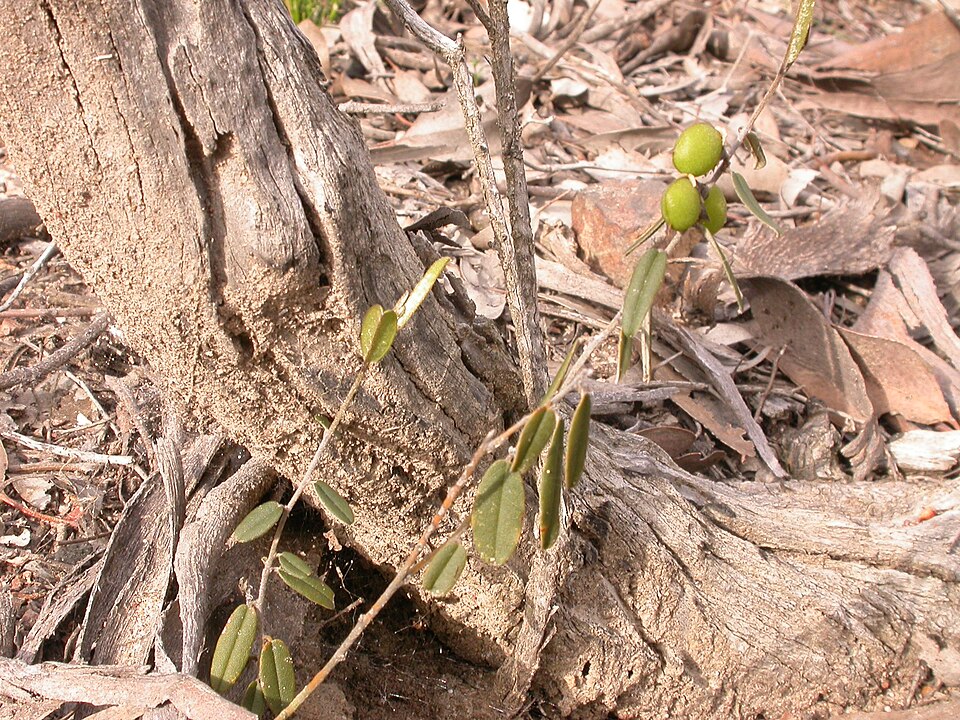 Hovea heterophylla (common hovea) (alternate view 3)