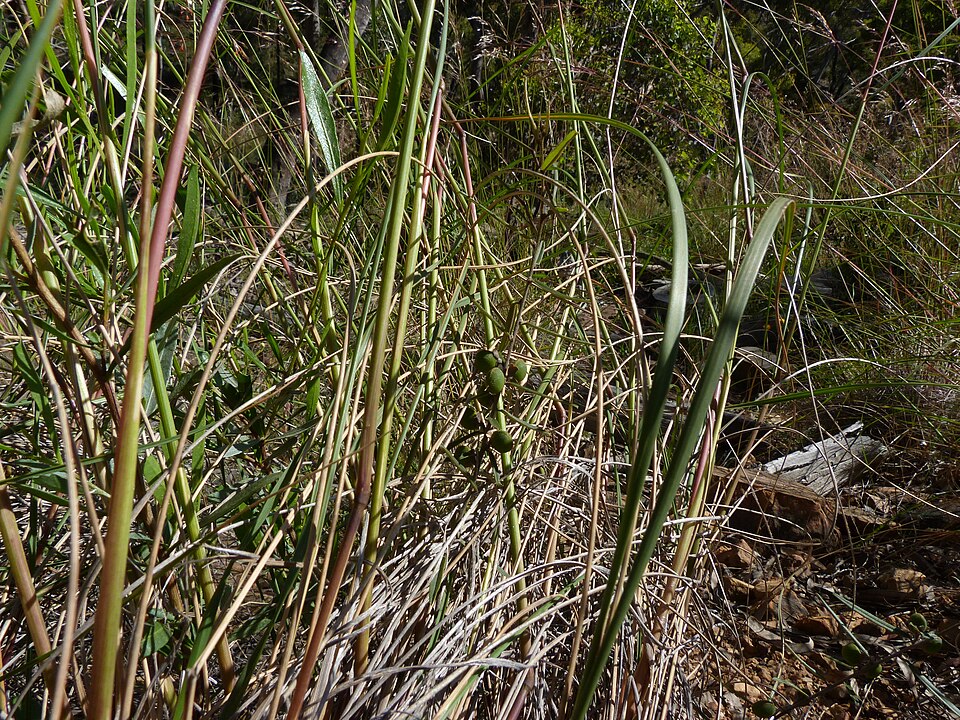 Hovea heterophylla (common hovea) (alternate view 5)