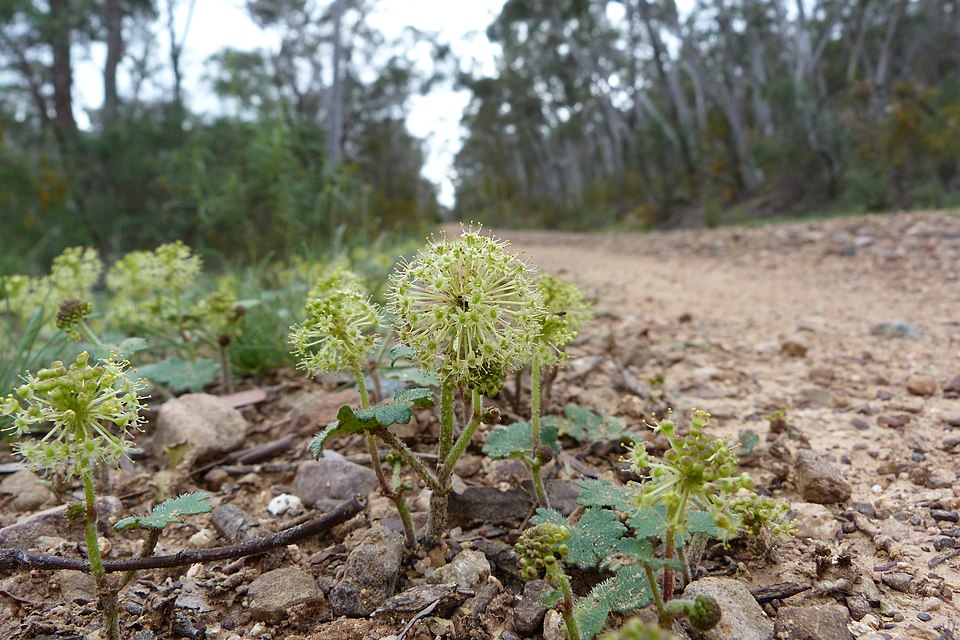 Hydrocotyle laxiflora (Stinking Pennywort) (alternate view 7)