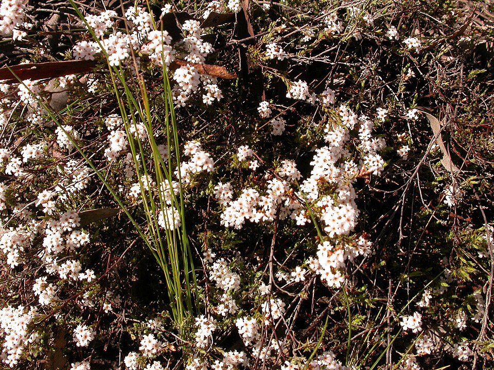 Leucopogon microphyllus (Small-leafed White Beard) (alternate view 8)