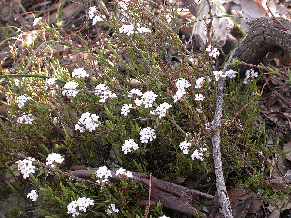 Leucopogon microphyllus (Small-leafed White Beard) (alternate view 9)