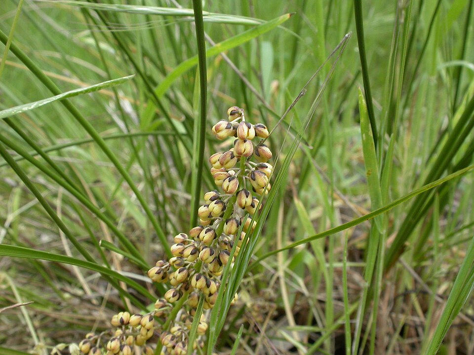 Lomandra filiformis (wattle mat-rush) (alternate view 3)