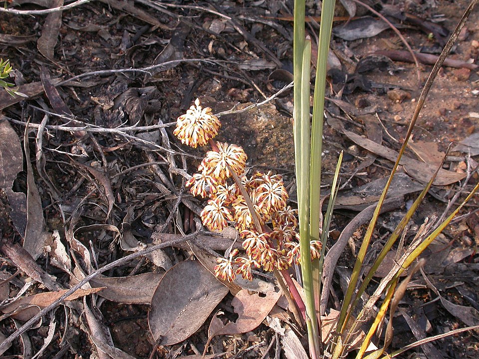Lomandra multiflora (Many Flowered Matrush)