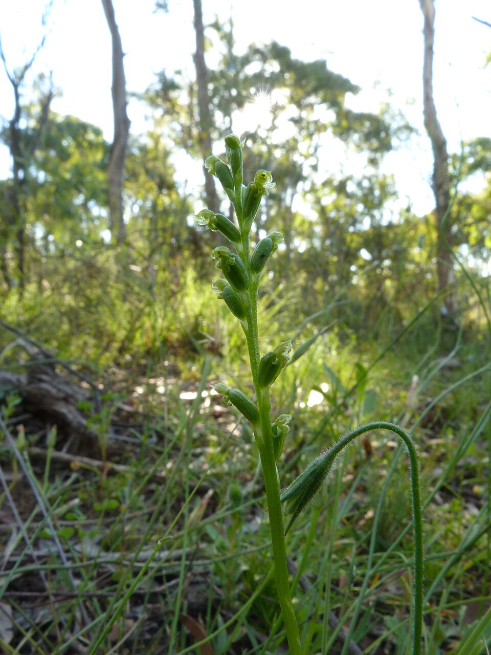 Microtis parviflora (slender onion-orchid) (alternate view 2)