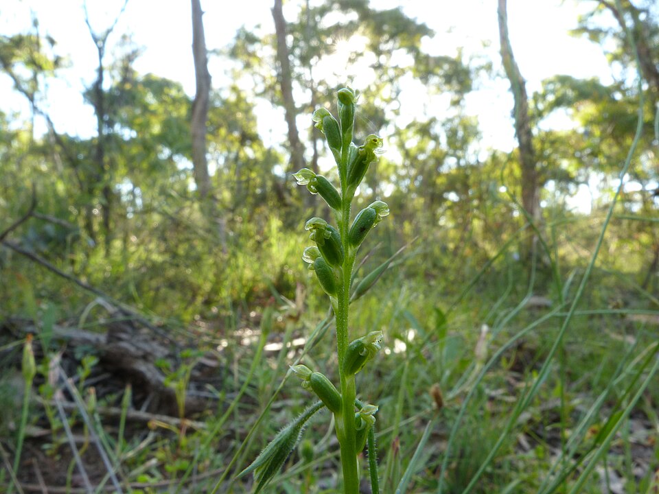 Microtis parviflora (slender onion-orchid) (alternate view 3)
